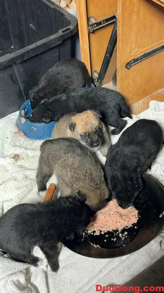 灣區出牧羊犬與邊牧的小狗狗-多工網